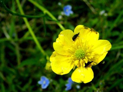 PP Na Popovickem kopci 052 Ranunculus polyanthemos