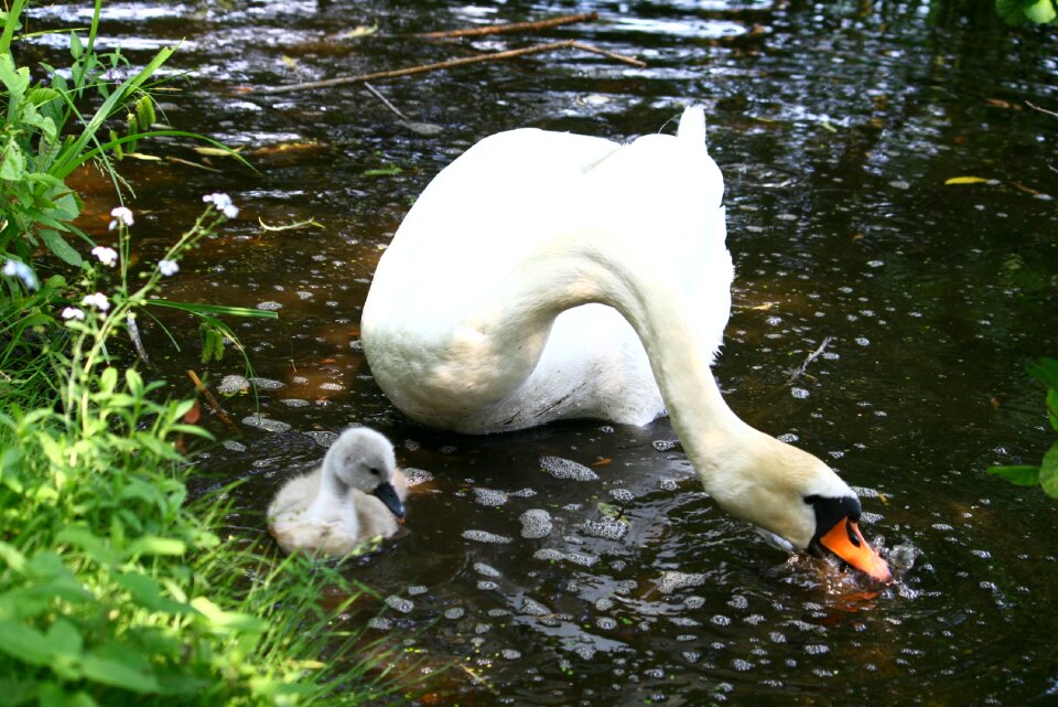 Nature swimming wildlife