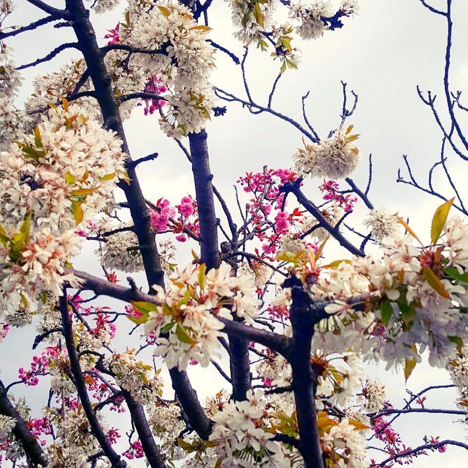 Flowers flourished sky