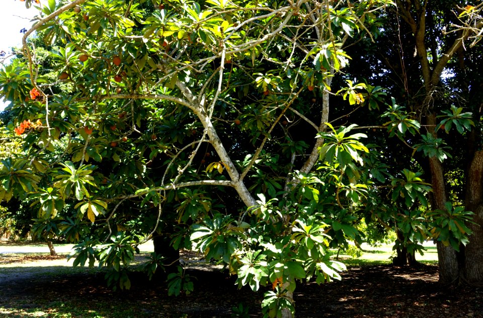 Pouteria sapota - Fruit and Spice Park - Homestead, Florida - DSC09145