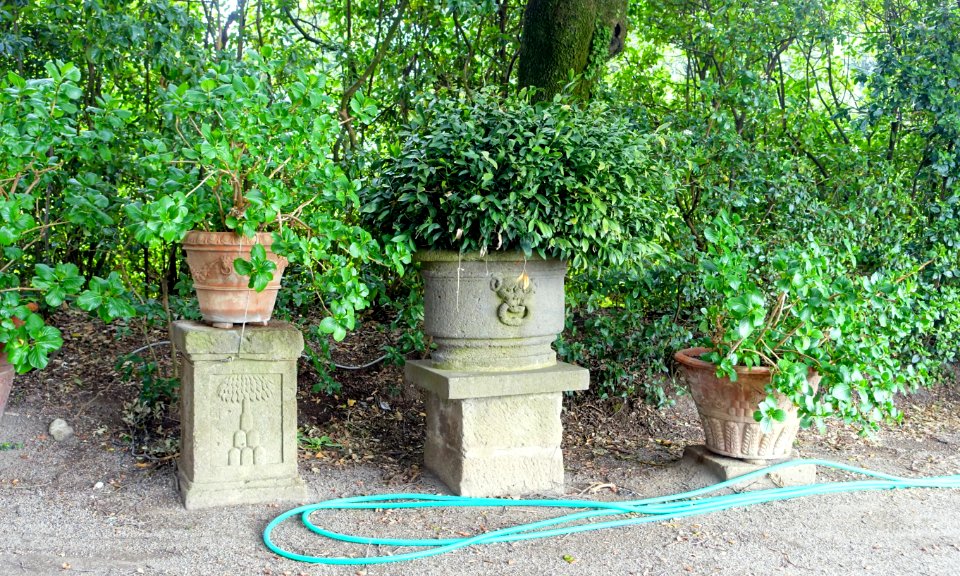 Potted plants - Castello Ruspoli - Vignanello, Italy - DSC02759