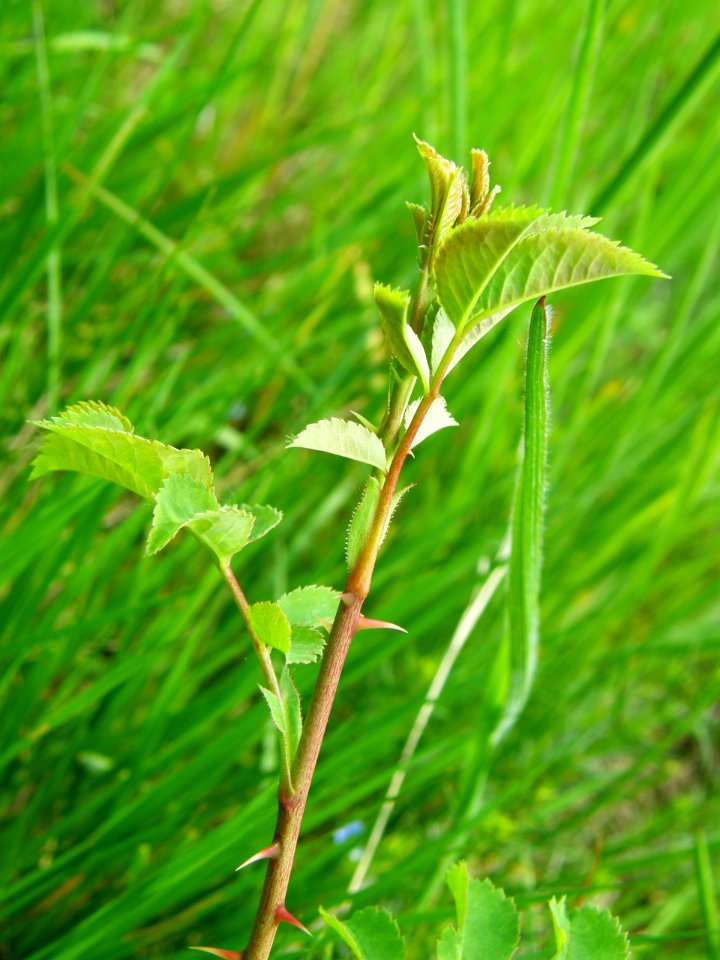 PP Na Popovickem kopci 047 Rosa canina