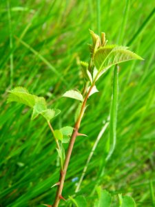 PP Na Popovickem kopci 047 Rosa canina