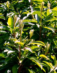 Pouteria campechiana - Fruit and Spice Park - Homestead, Florida - DSC08872