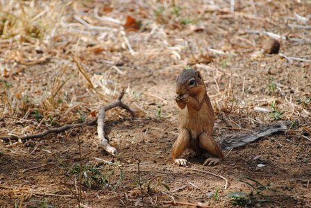 National park animal wild animal photo