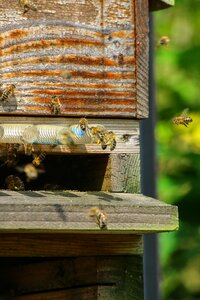 Insect honey pollen photo