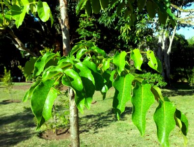 Poupartia borbonica - Bois Poupard - Mauritius