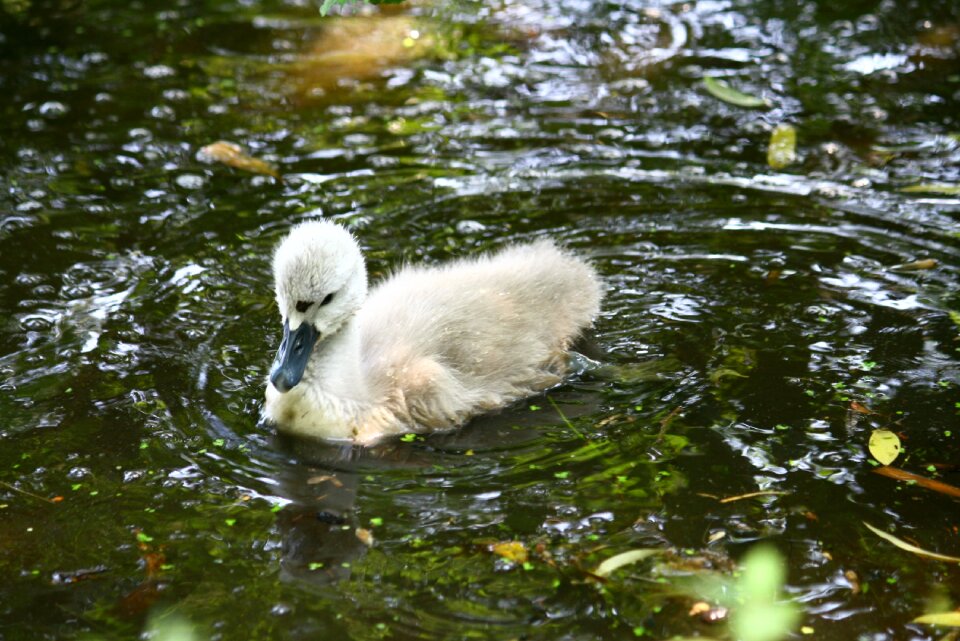 Lake nature swimming