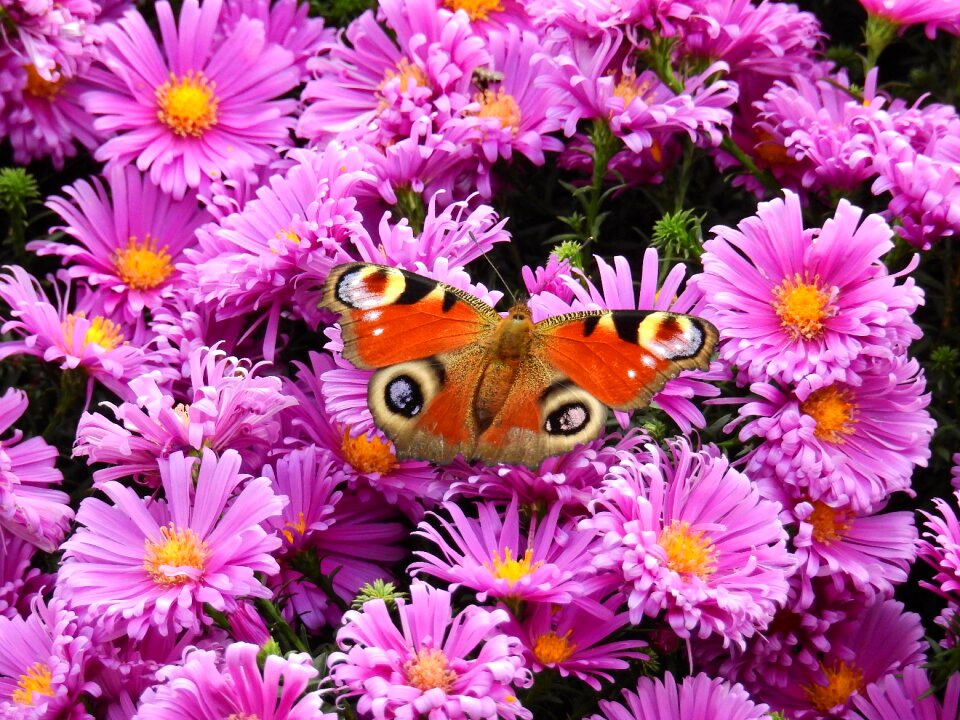 Plant butterfly peacock