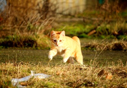 Play kitten cat baby
