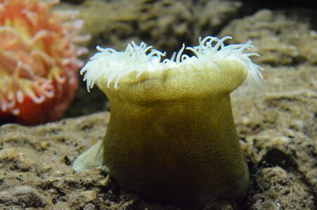 Exotic ocean coral