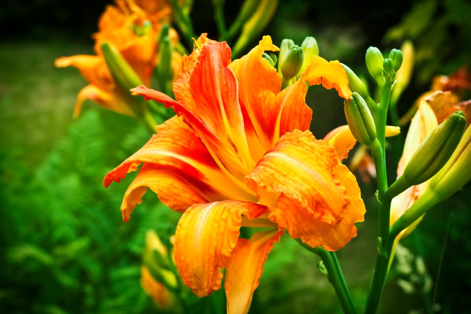 Garden blossom bloom photo