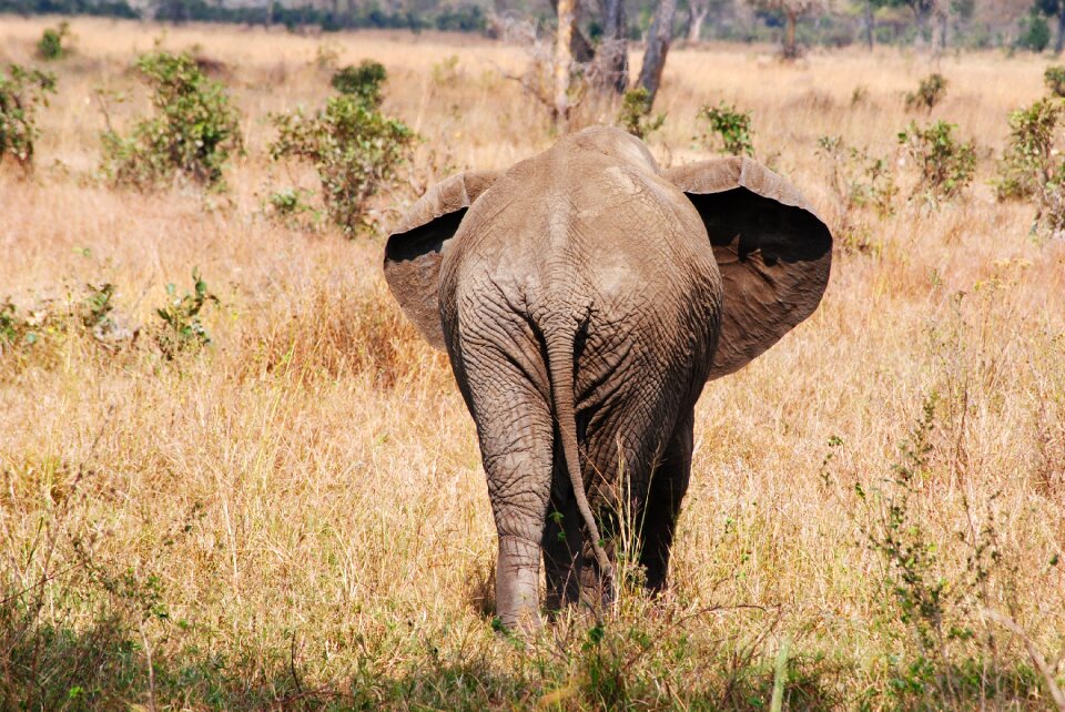 National park animal wild animal