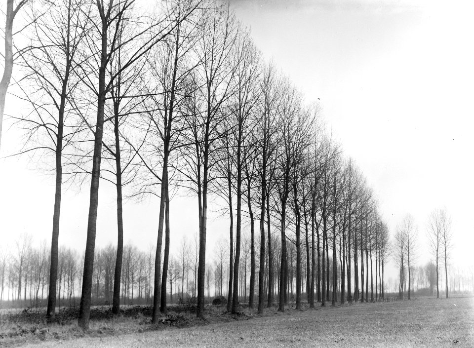 Populieren, populus seratina, Heythuysen, Bestanddeelnr 253-7004
