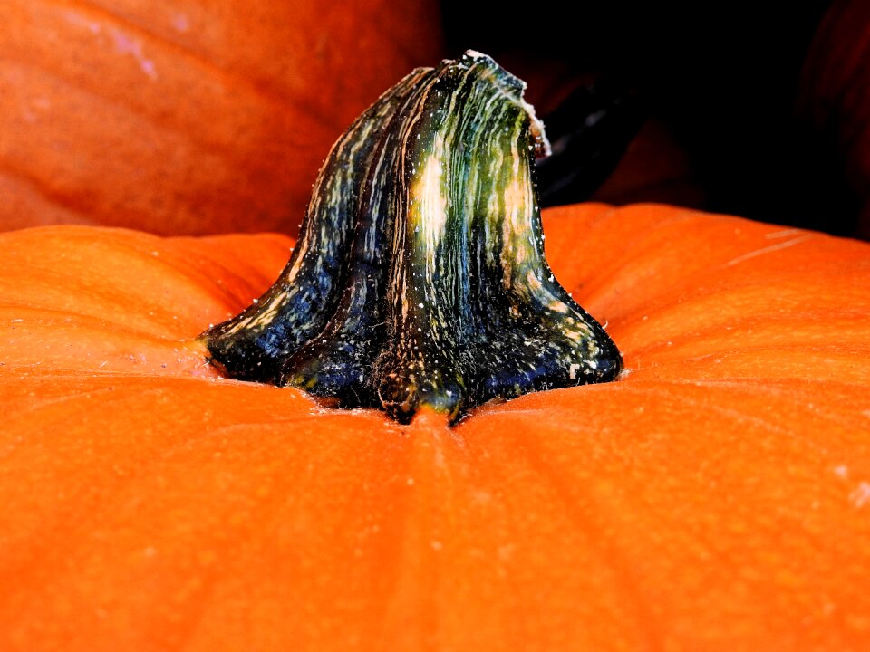 Decoration vegetables harvest