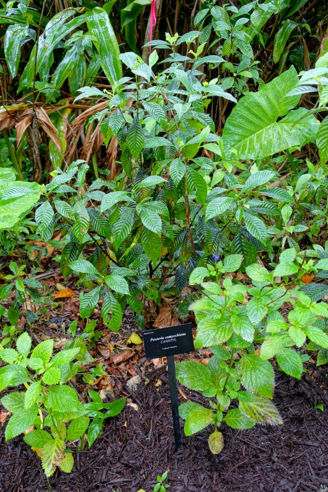Pouteria campechiana - McKee Botanical Garden - Vero Beach, Florida - DSC03081