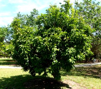 Pouteria campechiana - Fruit and Spice Park - Homestead, Florida - DSC08868