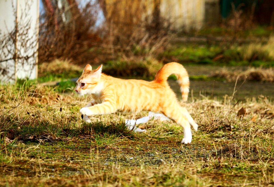 Jump meadow play
