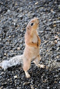 National park animal wild animal