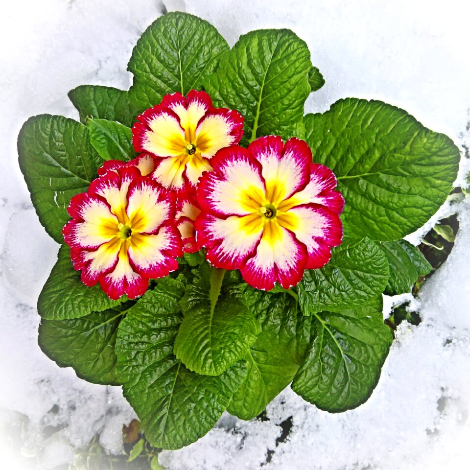 Primula in the snow first frühlingsbote
