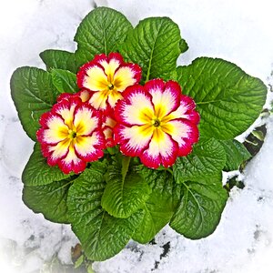 Primula in the snow first frühlingsbote