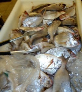 Porgy at Asian supermarket in New Jersey photo