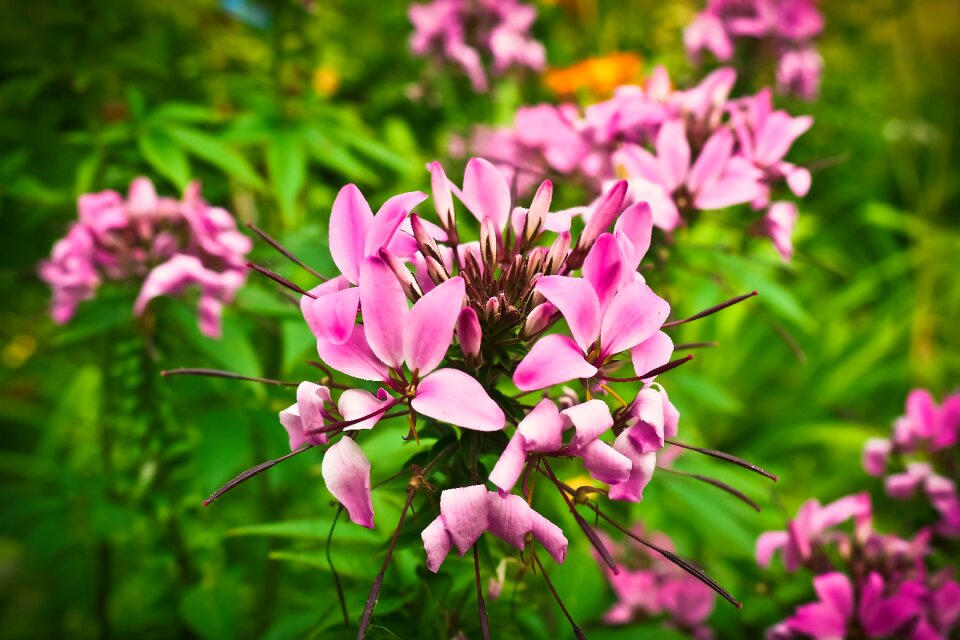 Blossom bloom spider flower