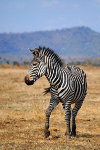 National park animal wild animal