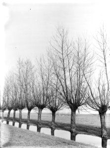 Populieren en wilgen, uiterwaarden, populus brabantica, populus seratina, Bestanddeelnr 164-0590