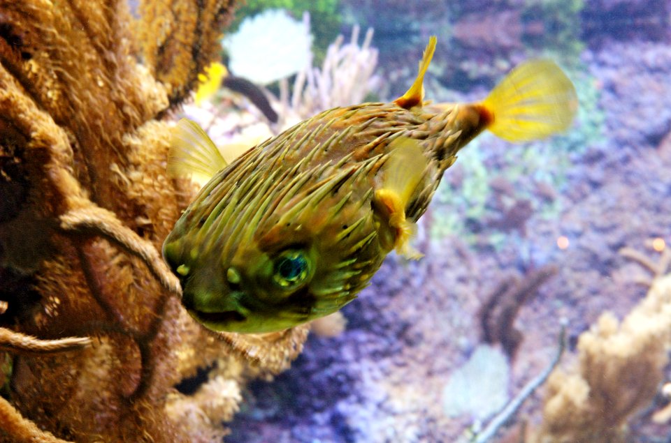Porcupinefish-Oceanopolis-20060521-004