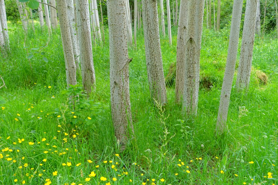 Populus tremula - RHS Garden Harlow Carr - North Yorkshire, England - DSC01432
