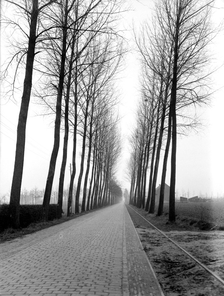 Populieren en wilgen, populus serotina, Bestanddeelnr 164-0558