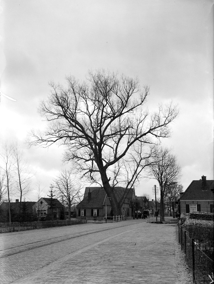 Populieren en wilgen, braksche beek, populus serotina, Bestanddeelnr 164-0547