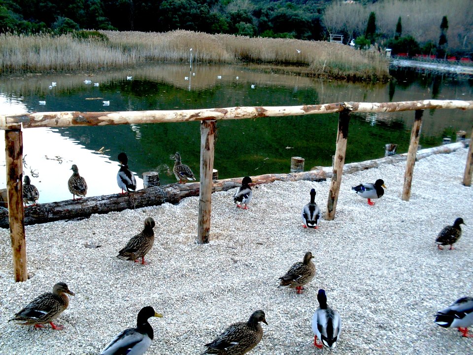 Portonovo laghetto molo