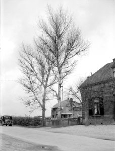 Populieren en wilgen, populus brabantica, heeswijkse witte, Bestanddeelnr 164-0563