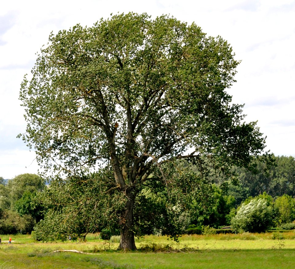 Populus × canadensis 01-fws