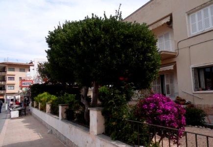 PORT SOLLER-MAJORKA, AB-202