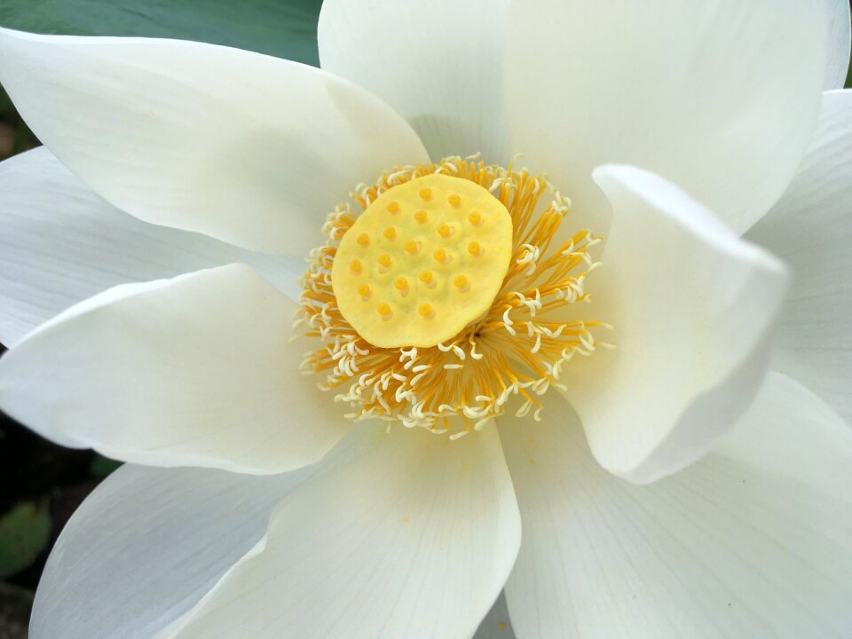 Garden bloom natural