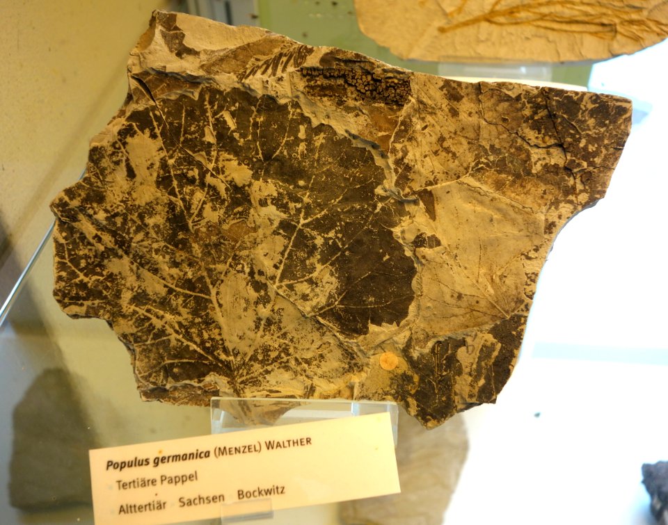 Populus germanica fossil - Botanischer Garten, Dresden, Germany - DSC08484