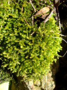 Porella platyphylla Podkomorské lesy