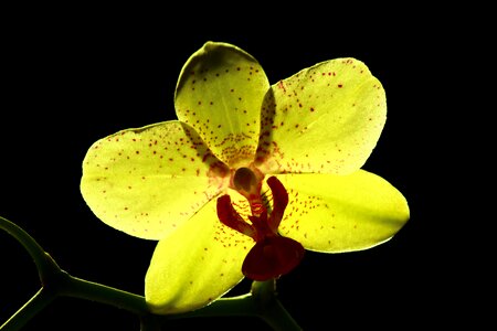 Bright orchids flower mystery