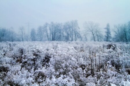 Hoar frost cold morning photo