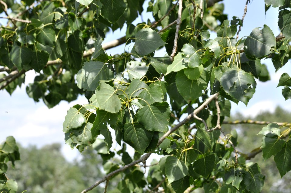 Populus × canadensis 04-fws