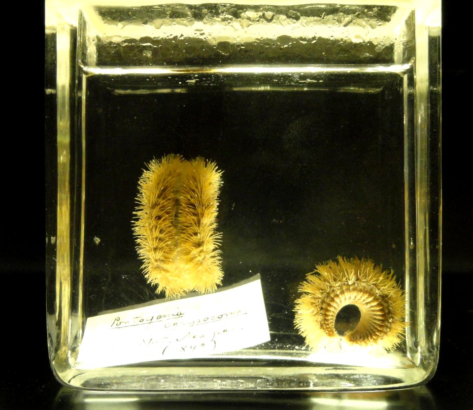 Pontogenia chrysocoma - Finnish Museum of Natural History - DSC04697