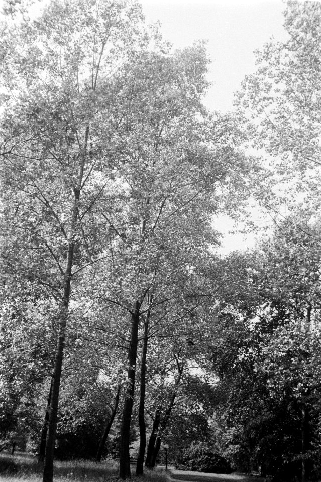 Populieren en wilgen, Kew Gardens, monilifera, Groot-Brittannië, Bestanddeelnr 170-0491