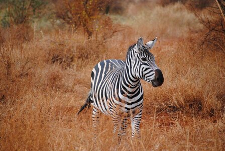 Zebra tsavo national park