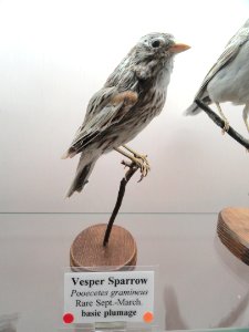 Pooecetes gramineus - Pacific Grove Museum of Natural History - DSC06750