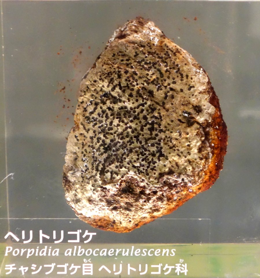 Porpidia albocaerulescens - National Museum of Nature and Science, Tokyo - DSC07588