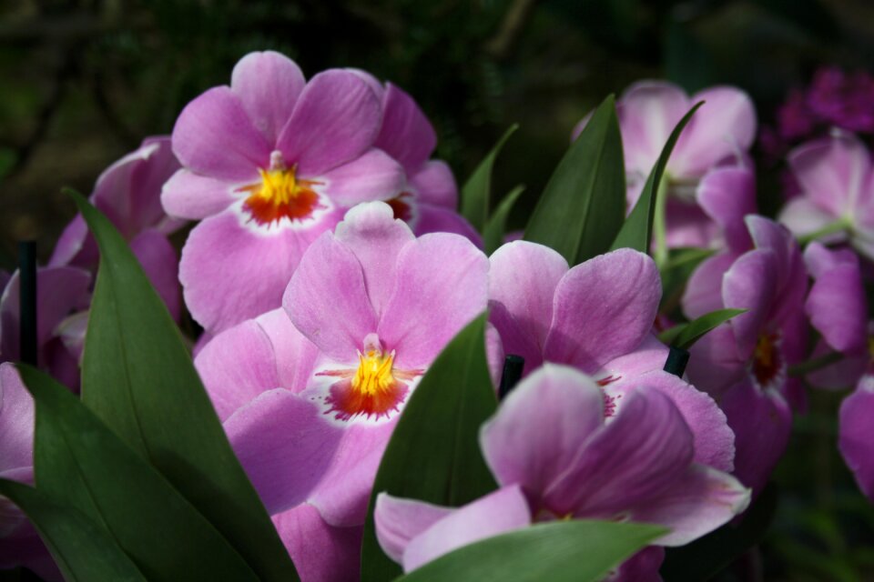 Flora floral lilac flowers