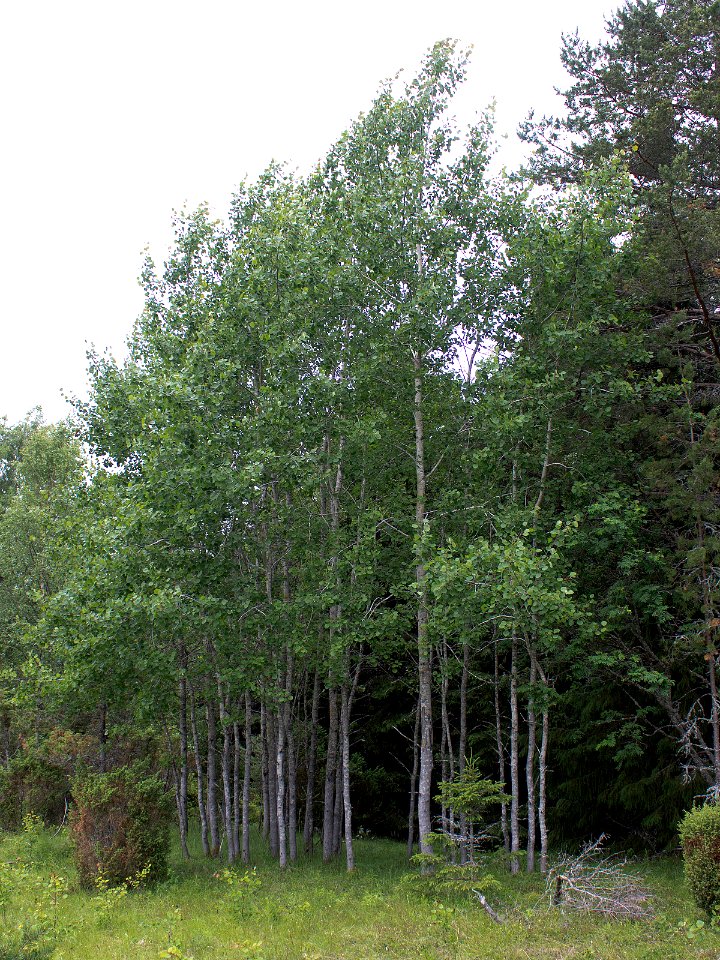 Populus tremula Simo, Finland 22.06.2013